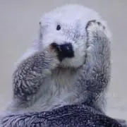 もちこの画像