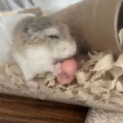 ちりちゃん♡の画像