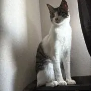チヒロの画像