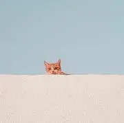 道明寺の画像