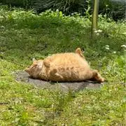 猫ちゃん