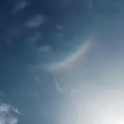 コジカ