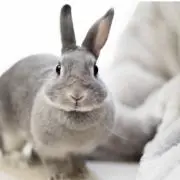 nの画像
