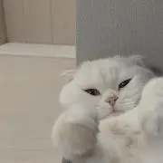 くら♡の画像