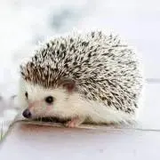 たあ☆の画像