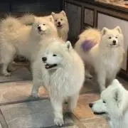 TK