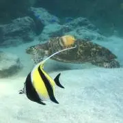 はるんの画像