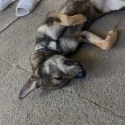 たらの画像