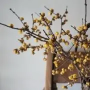 はるの画像
