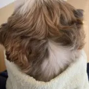 のんの画像