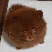 ばなな