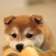 コメント必須！の画像