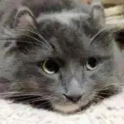 プフの画像