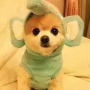 すずの画像
