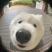 サラの画像