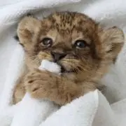 ゆんにゃん