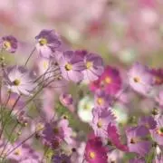 こ。の画像