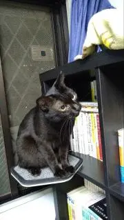 まめの画像