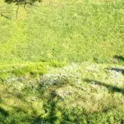 みどりの画像