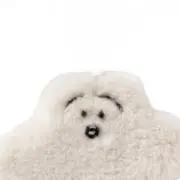 ◯の画像