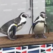 cocoaの画像