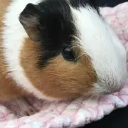 Cちんの画像