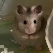 エンジェルの画像