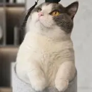 Noahショップマルゼンの画像