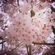 さくらの画像