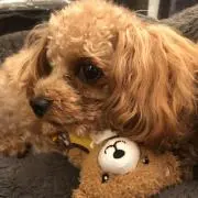 nanakoの画像