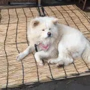ももたろう