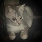 のりすけ