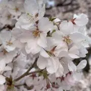 ずぅの画像