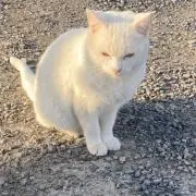 ぷり
