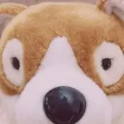 るるの画像