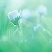 ❀Ｒ❀の画像