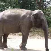 メメの画像