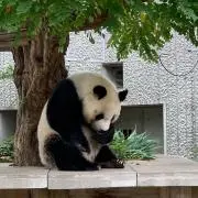 pandaloveの画像
