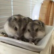 テテ