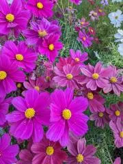 受取通知お願いします！໒꒱·̩͙skyの画像