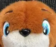 ビーちゃんの画像