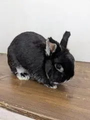 ボン