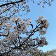 ゼプシオの画像