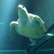 わわわの画像