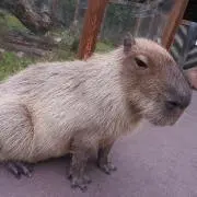 おちんの画像