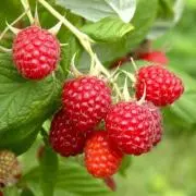 raspberrypieの画像