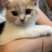 あらたか