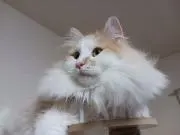 エミリーの画像