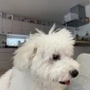 bayaちゃんの画像