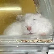 すいすいの画像